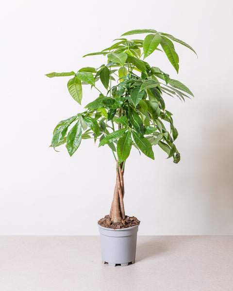 Simegarden Pachira aquatica piccola