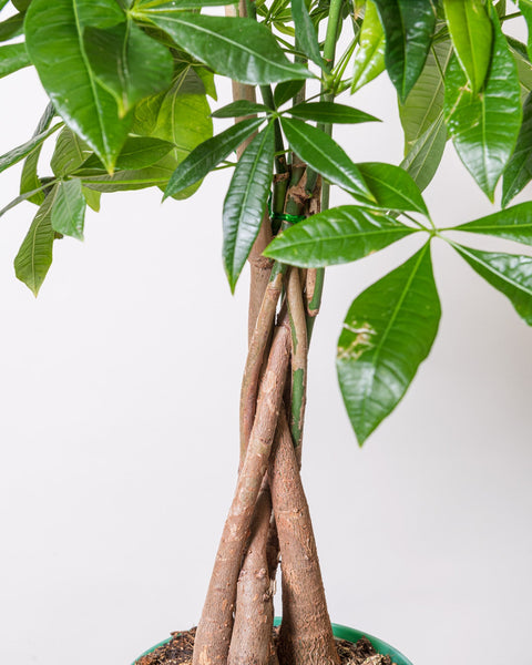 Simegarden Pachira aquatica piccola