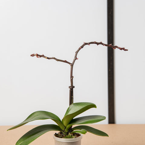 Simegarden Phalaenopsis mini sfiorita 6cm / 12+ cm