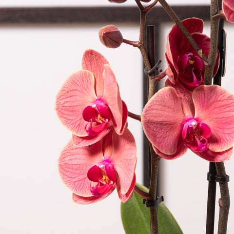 Simegarden Phalaenopsis rossa 12cm / 70cm