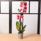 Simegarden Phalaenopsis rossa 12cm / 70cm
