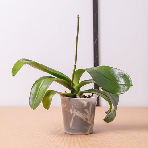 Simegarden Phalaenopsis sfiorita 12 cm / 20+ cm