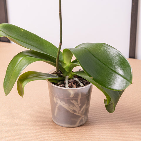 Simegarden Phalaenopsis sfiorita 12 cm / 20+ cm
