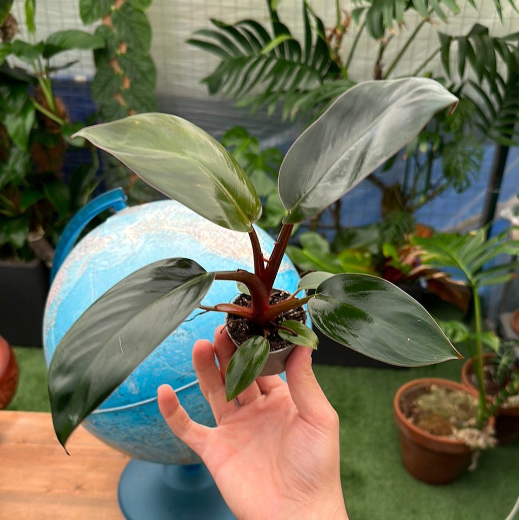 philodendron imperial red baby Philodendron imperial red baby