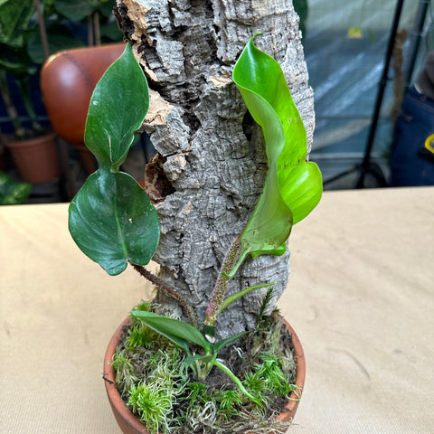 Simegarden Philodendron su zattera edizione limitata 12cm
