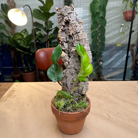 Simegarden Philodendron su zattera edizione limitata 12cm