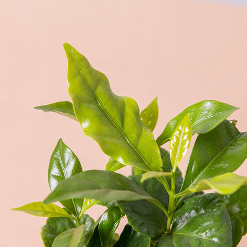 Simegarden Pianta del caffè
