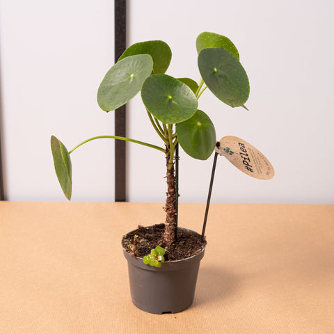 Simegarden Pianta monete cinesi 12cm / 30+cm
