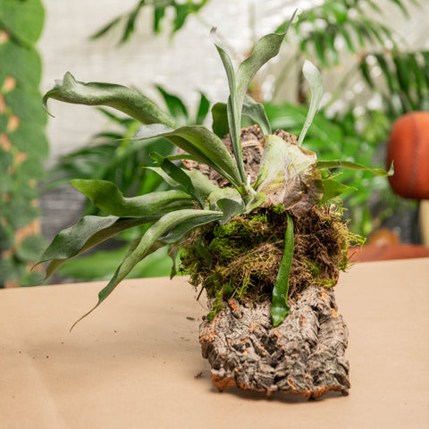 Simegarden Platycerium pianta su zattera