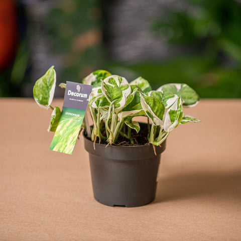 Simegarden Pothos enjoy 12cm