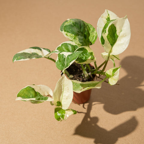 Simegarden Pothos enjoy baby 5.5cm