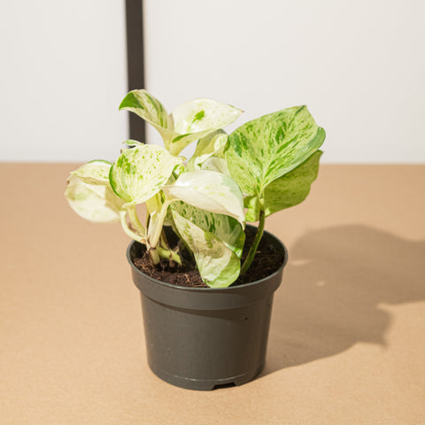 Simegarden Pothos happy leaf 12cm