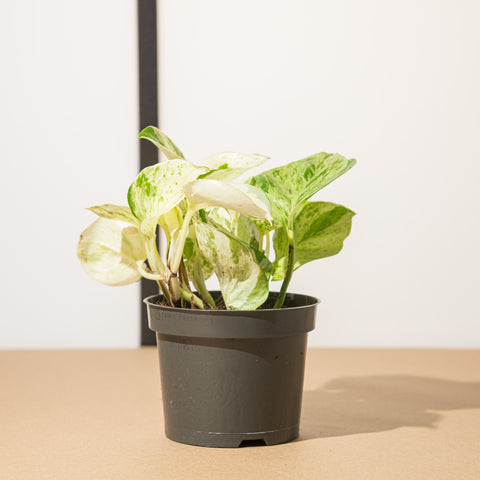 Simegarden Pothos happy leaf 12cm