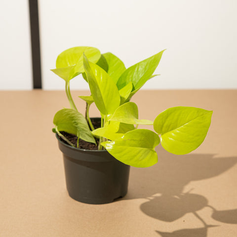 Simegarden Pothos Neon 12cm