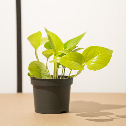 Simegarden Pothos Neon 12cm