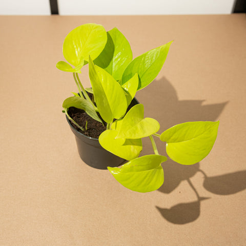 Simegarden Pothos Neon 12cm