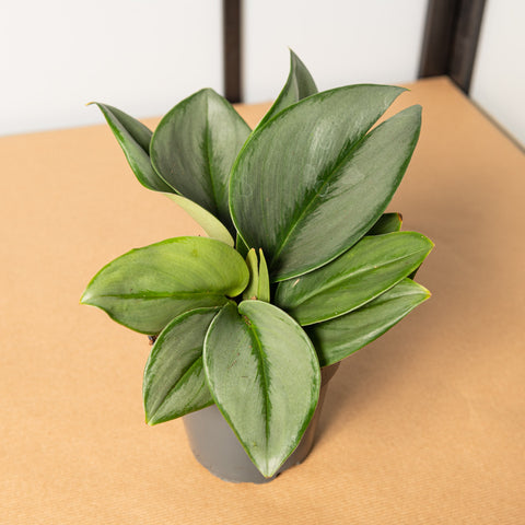 Simegarden Pothos treubie moon light 12cm