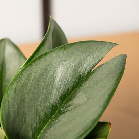 Simegarden Pothos treubie moon light 12cm