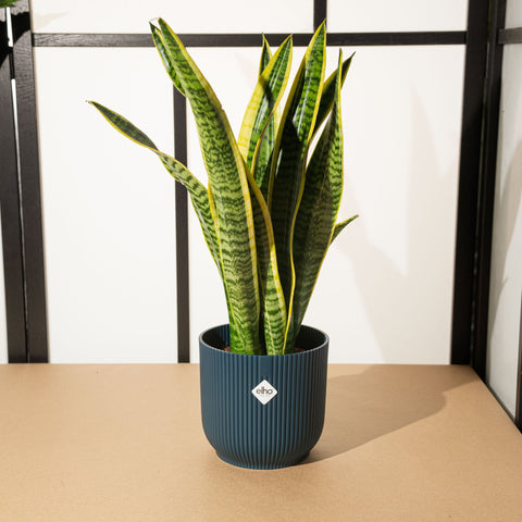 Simegarden Sansevieria in vaso Deep blue