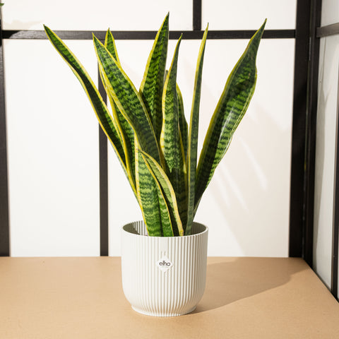 Simegarden Sansevieria in vaso Silky white