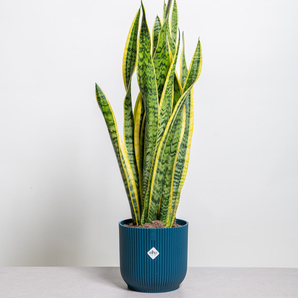 Sansevieria trifasciata – Simegarden