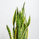 Simegarden Sansevieria trifasciata 17 cm