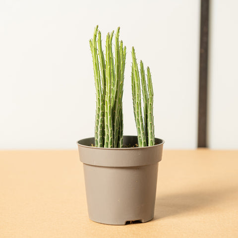 Simegarden Senecio stapeliiformis 12 cm / 15 cm