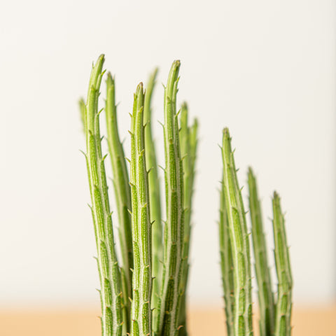 Simegarden Senecio stapeliiformis 12 cm / 15 cm
