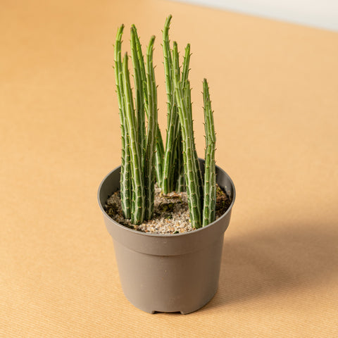 Simegarden Senecio stapeliiformis 12 cm / 15 cm