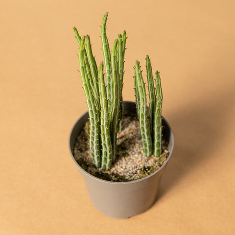 Simegarden Senecio stapeliiformis 12 cm / 15 cm