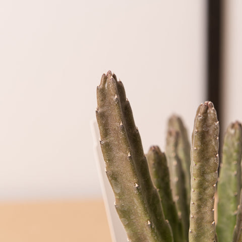 Simegarden Staelia lendeertziae