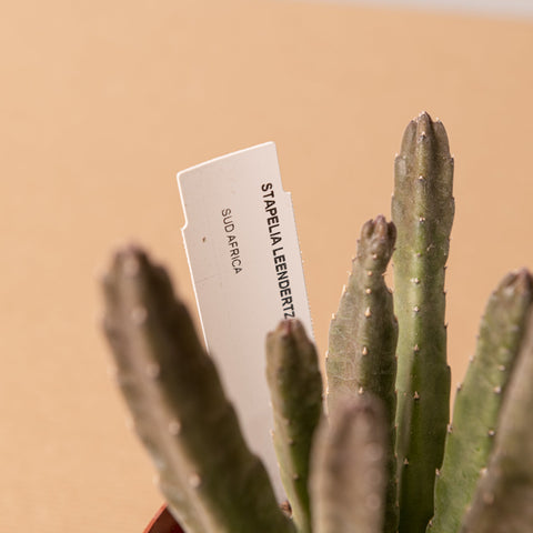 Simegarden Staelia lendeertziae