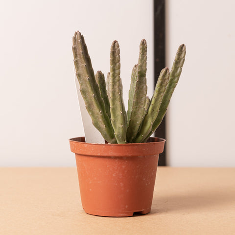 Simegarden Staelia lendeertziae