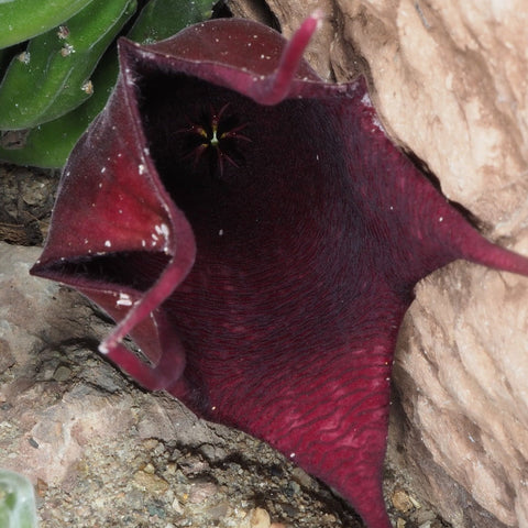 Simegarden Staelia lendeertziae