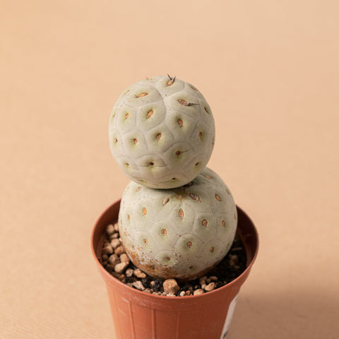 Simegarden Tephrocactus geometricus 2 palle