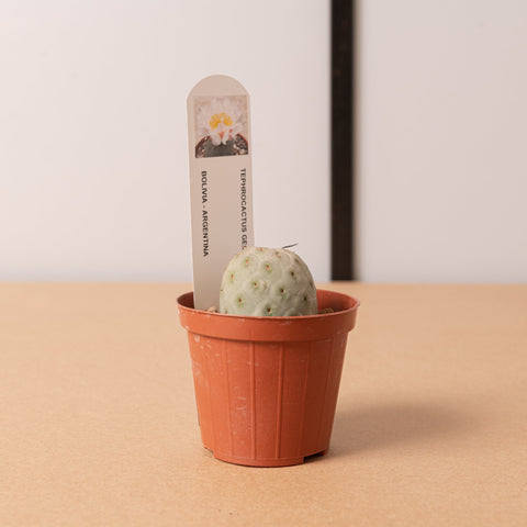 Simegarden Tephrocactus geometricus