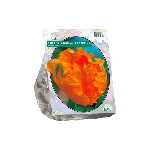 Simegarden Tulipano arancio preferito 12