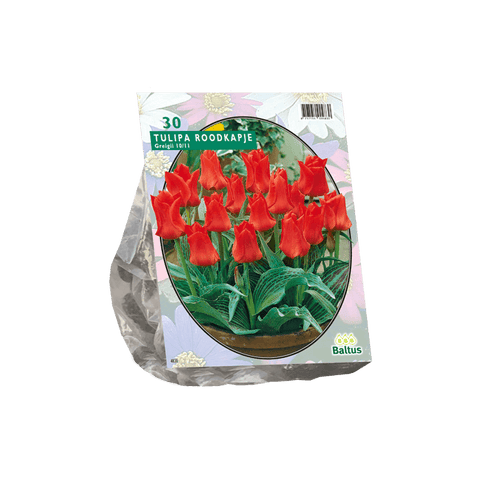 Simegarden Tulipano cappuccetto rosso 30