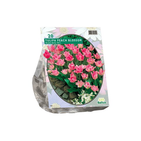 Simegarden Tulipano doppio fiore di pesco precoce 20