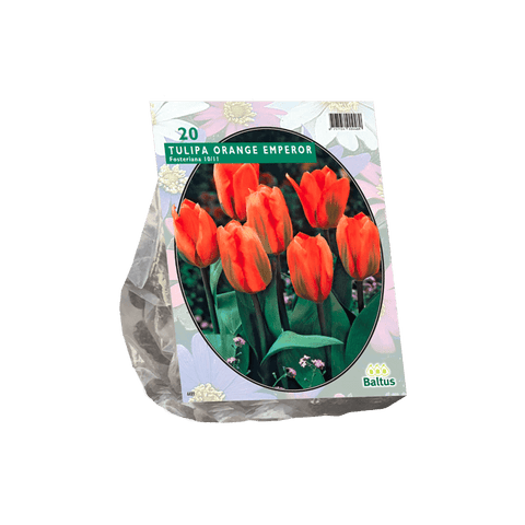 Simegarden Tulipano imperatore arancione 20