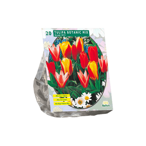 Simegarden Tulipano mix botanico 20