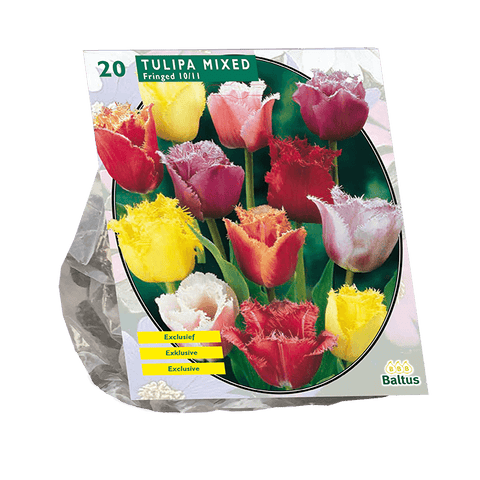 Simegarden Tulipano mix sfrangiato 20