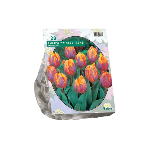 Simegarden Tulipano principessa Irene 20