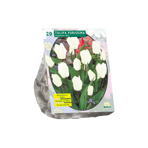 Simegarden Tulipano purissima 20