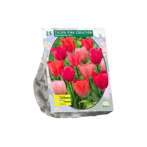 Simegarden Tulipano sfumature rosa 25