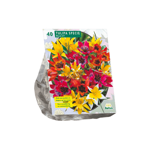 Simegarden Tulipano specie 40