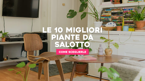 Le migliori 10 piante da salotto e come sceglierle