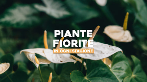Piante da Appartamento Fiorite: Fioritura Continua in Ogni Stagione