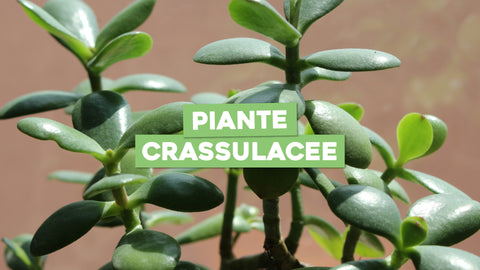 Piante Crassulacee: Suculente dall'Aspetto Unico