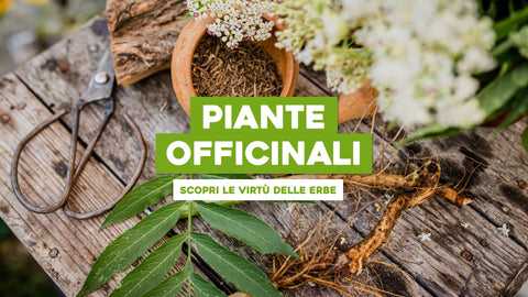 Coltura Piante Officinali: Scopri le Virtù delle Erbe